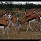 Herde Springbok