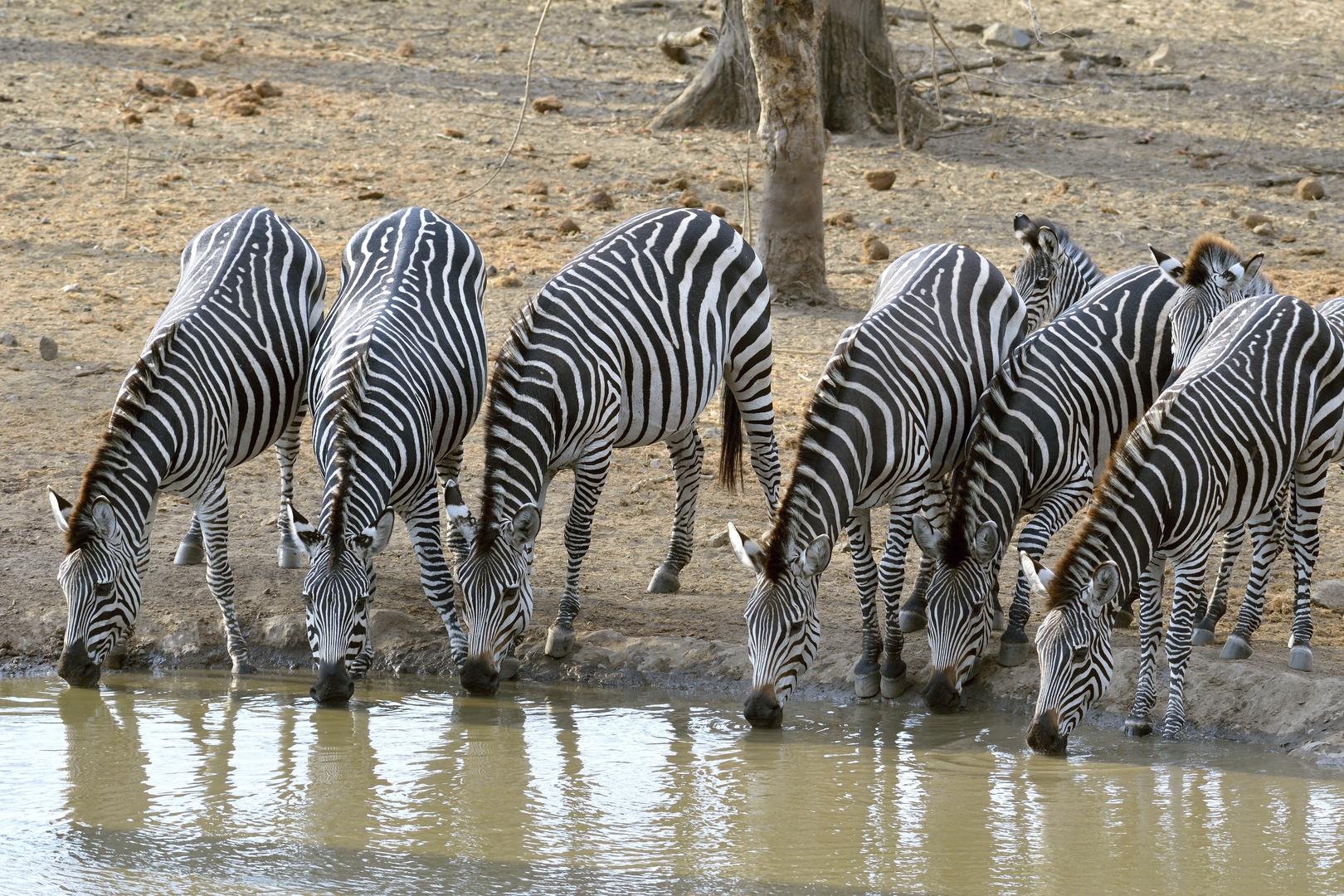 Herde Steppenzebras am Wasserloch (Majete NP - Malawi)