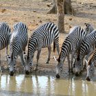 Herde Steppenzebras am Wasserloch (Majete NP - Malawi)