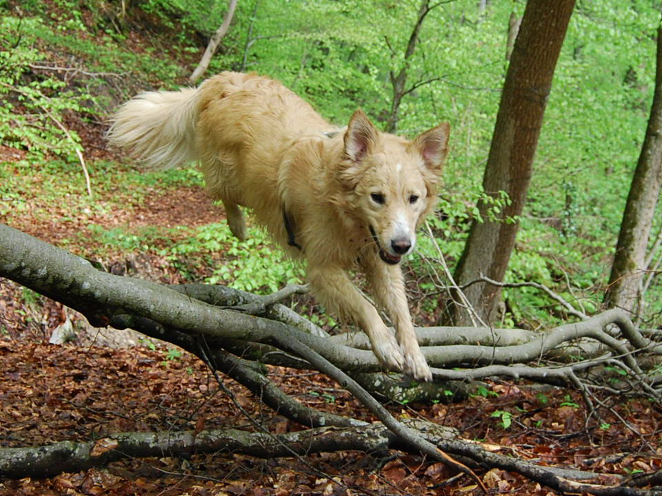 Herdenschutzhund Mischling