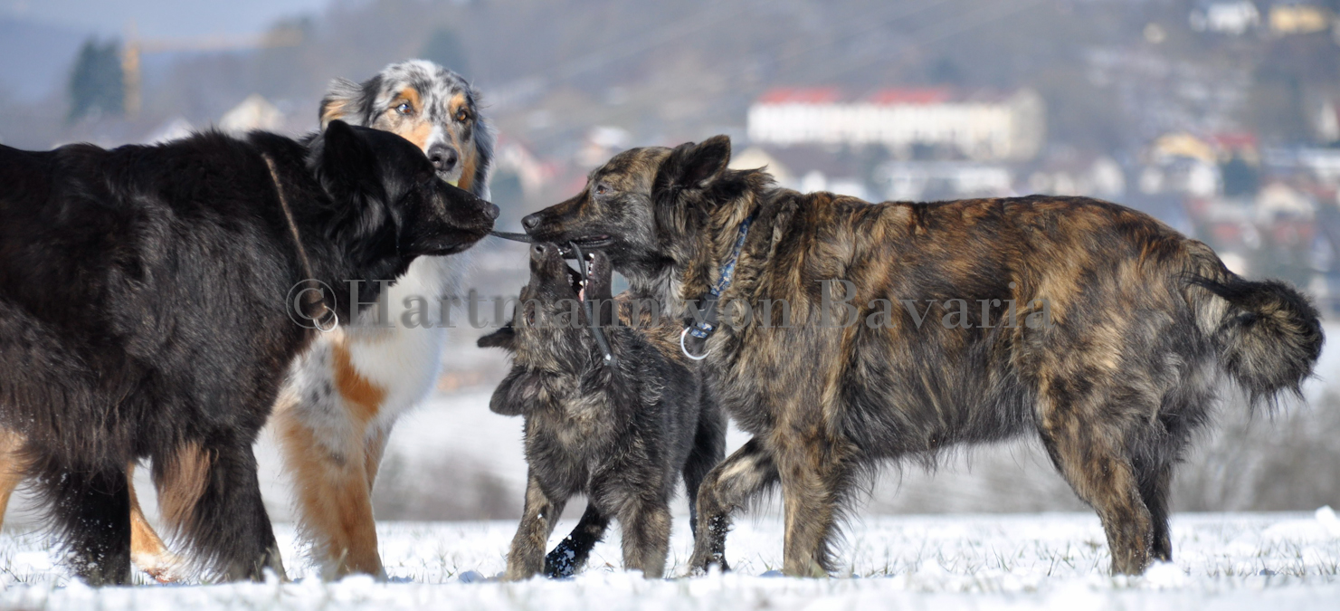 Herder Langhaar in Action