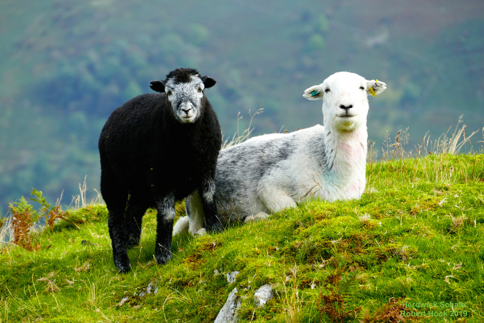 Herdwick Lamm und Mutterschaf im Lake District National Park in Cumbria, Nordengland