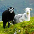 Herdwick Lamm und Mutterschaf im Lake District National Park in Cumbria, Nordengland