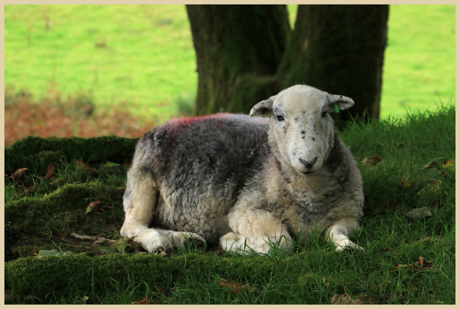 herdwick sheep 1