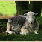 herdwick sheep 1