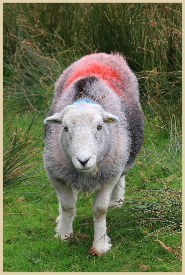 herdwick sheep 4 in little langdale