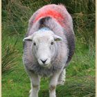 herdwick sheep 4 in little langdale