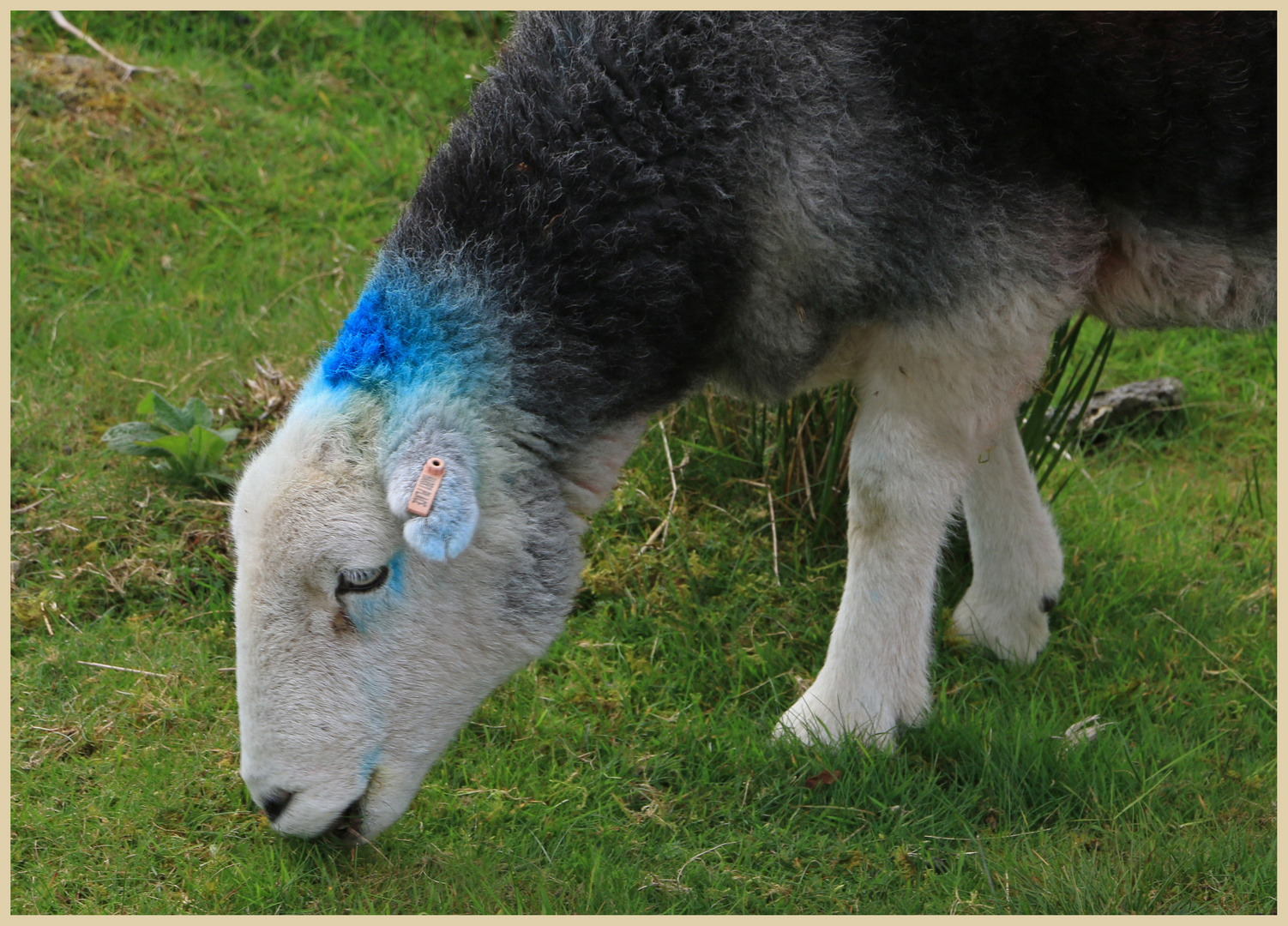 herdwick sheep in little langdale