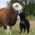 Herdwicks