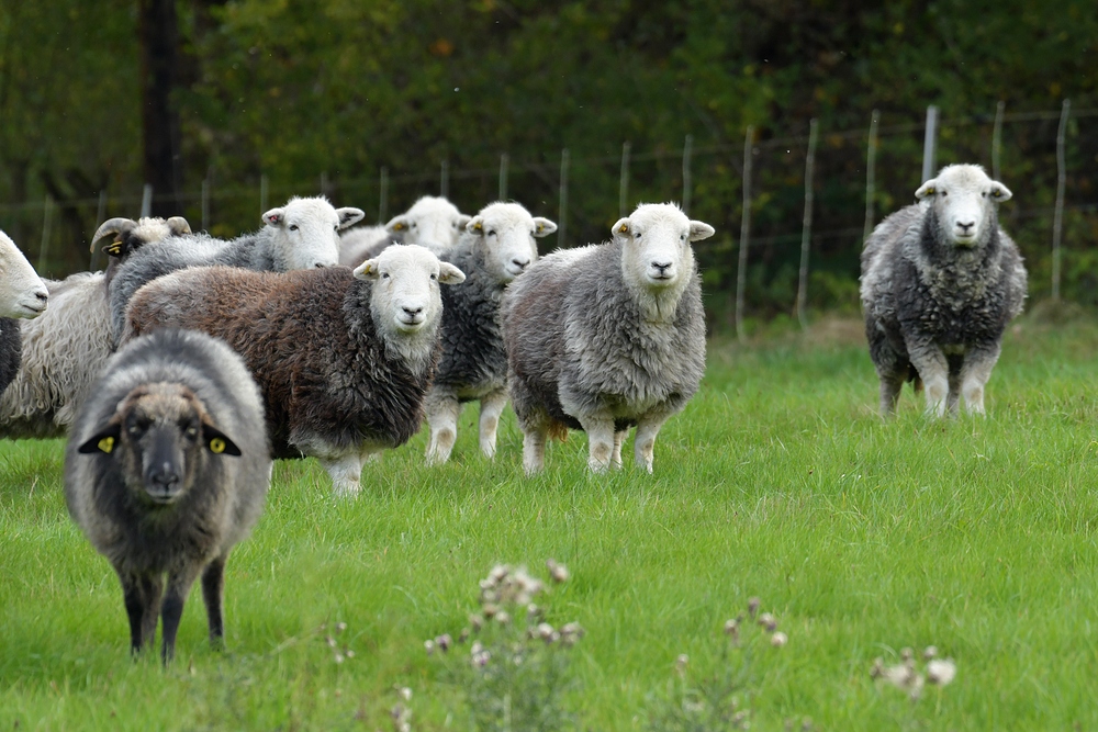 Herdwicks: Schafe mit grauen Filzanzügen 01