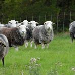 Herdwicks: Schafe mit grauen Filzanzügen 01