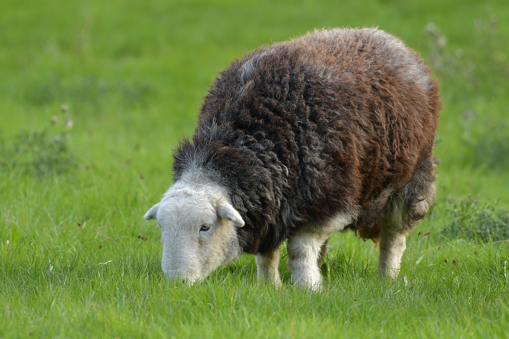 Herdwicks: Schafe mit grauen Filzanzügen 02