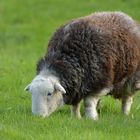 Herdwicks: Schafe mit grauen Filzanzügen 02