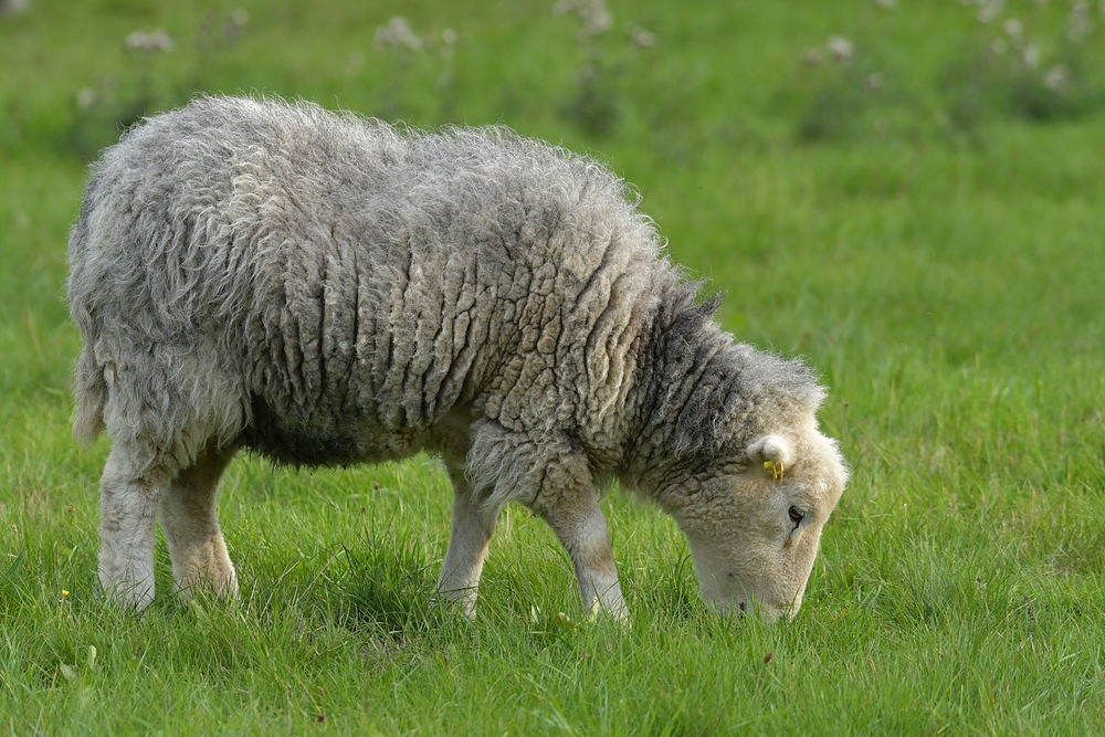 Herdwicks: Schafe mit grauen Filzanzügen 03