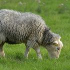 Herdwicks: Schafe mit grauen Filzanzügen 03