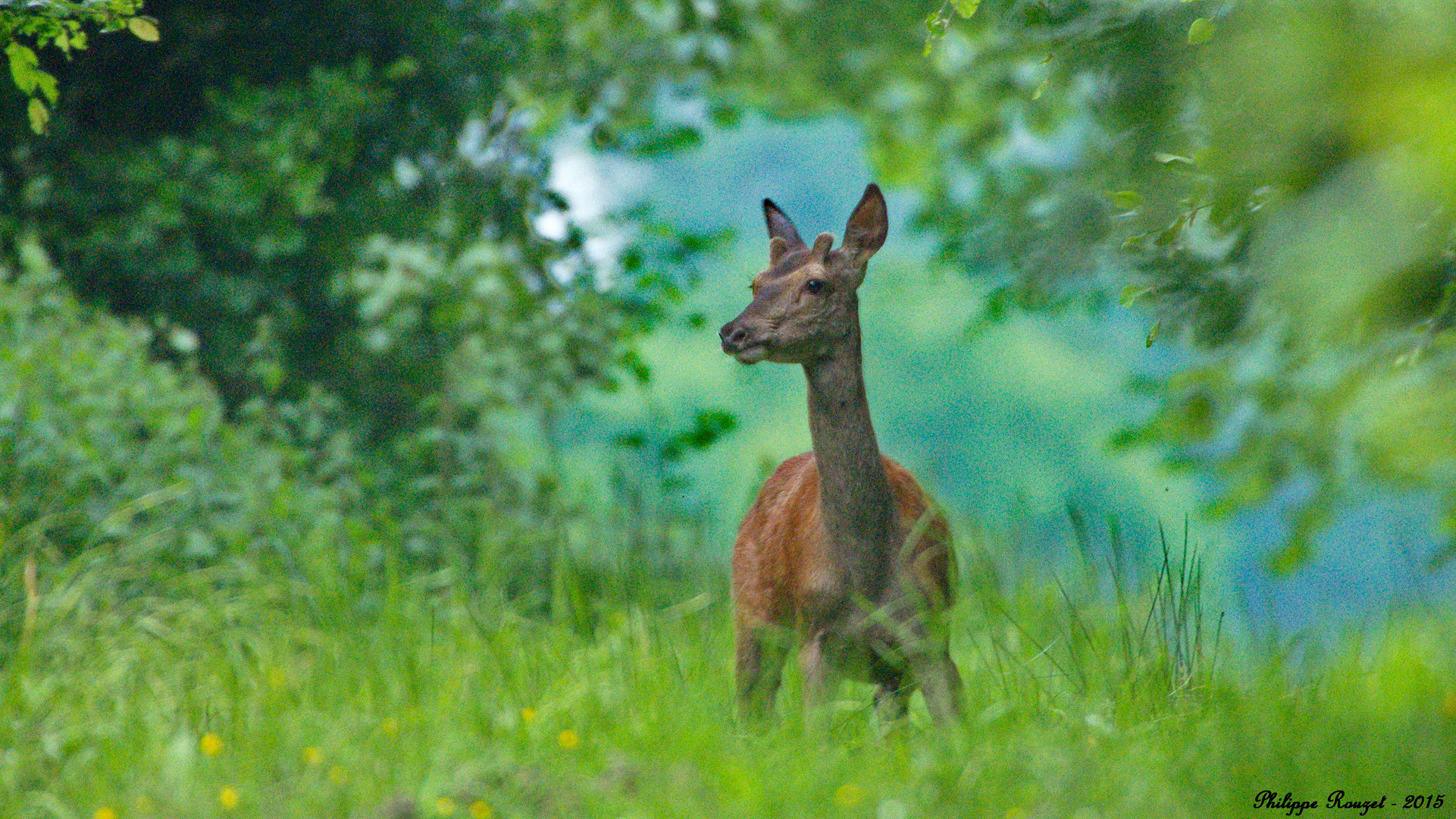 Hère ... , Cerf Daguet