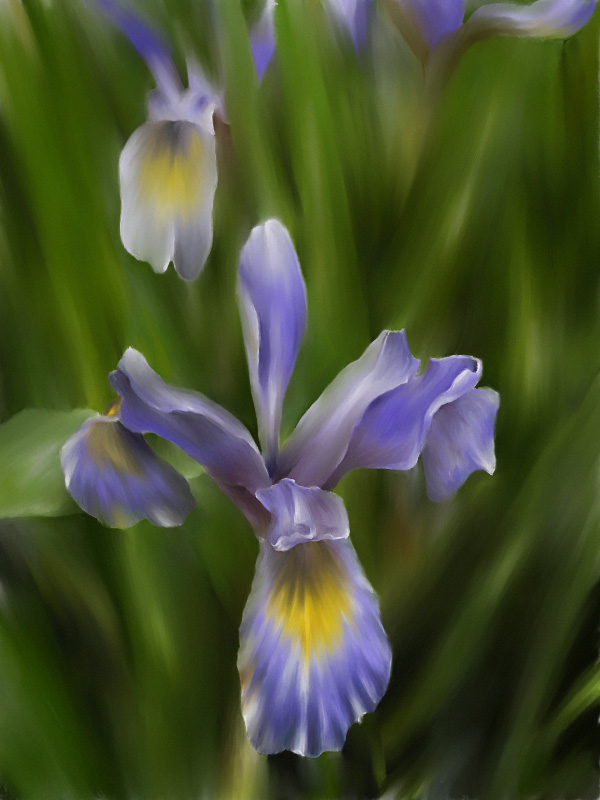 Here comes my Iris.