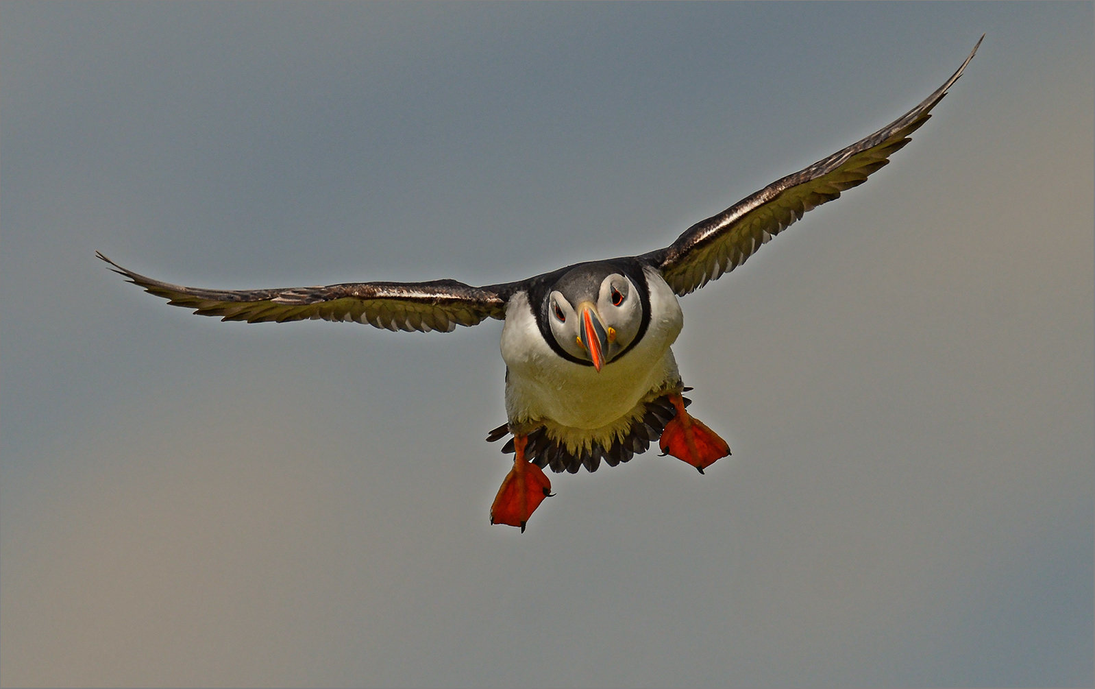 Here comes Puffin   . . .   