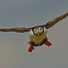 Here comes Puffin   . . .   