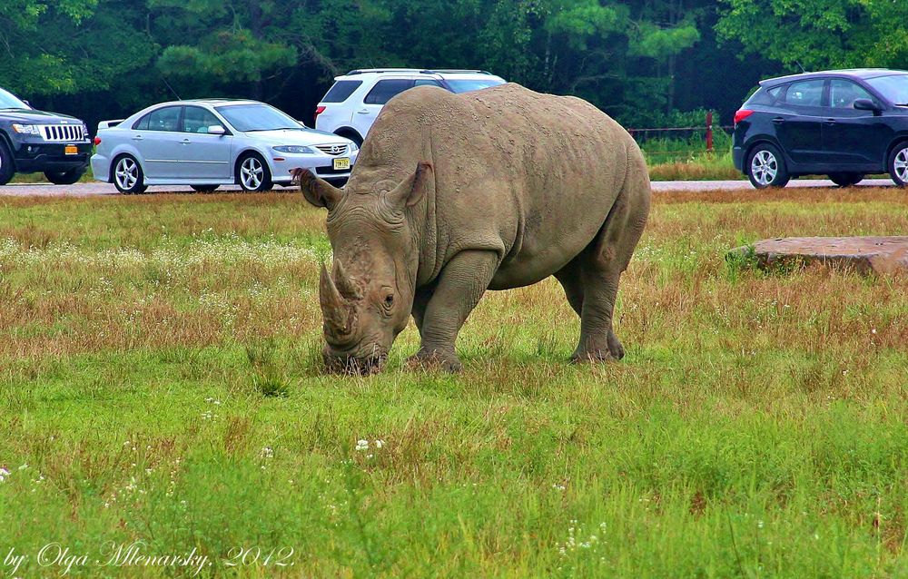 Here Comes The Mighty Handsome Rhino!!!