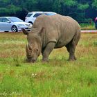 Here Comes The Mighty Handsome Rhino!!!