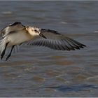 Here comes the Sanderling  . . .