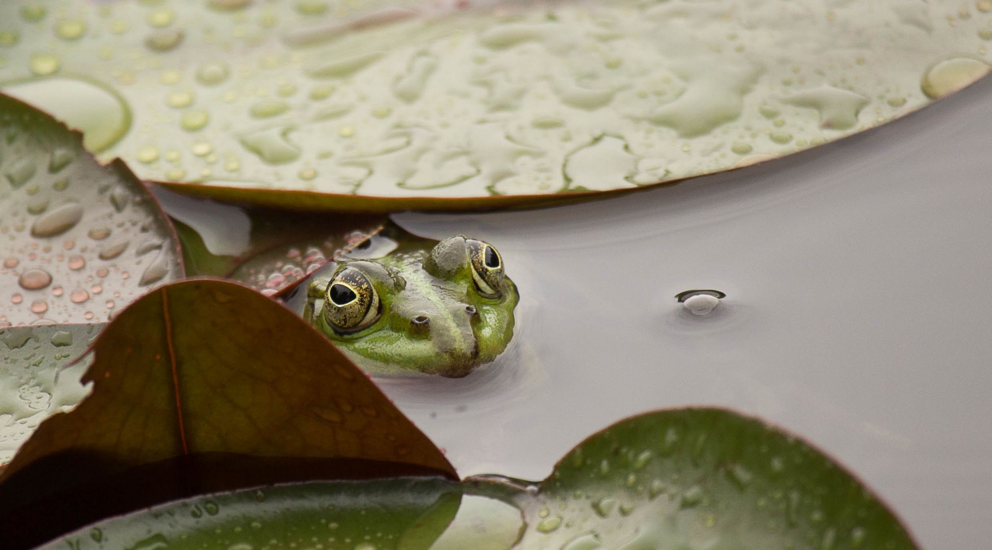 Here i am: the king of seerose.