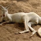 Here is an Albino Kangaroo for those who may not have seen one.