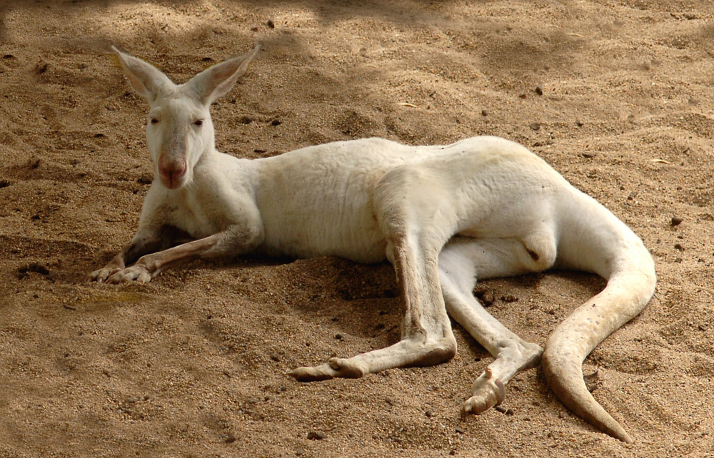 Here is an Albino Kangaroo for those who may not have seen one.
