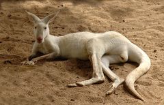 Here is an Albino Kangaroo for those who may not have seen one.