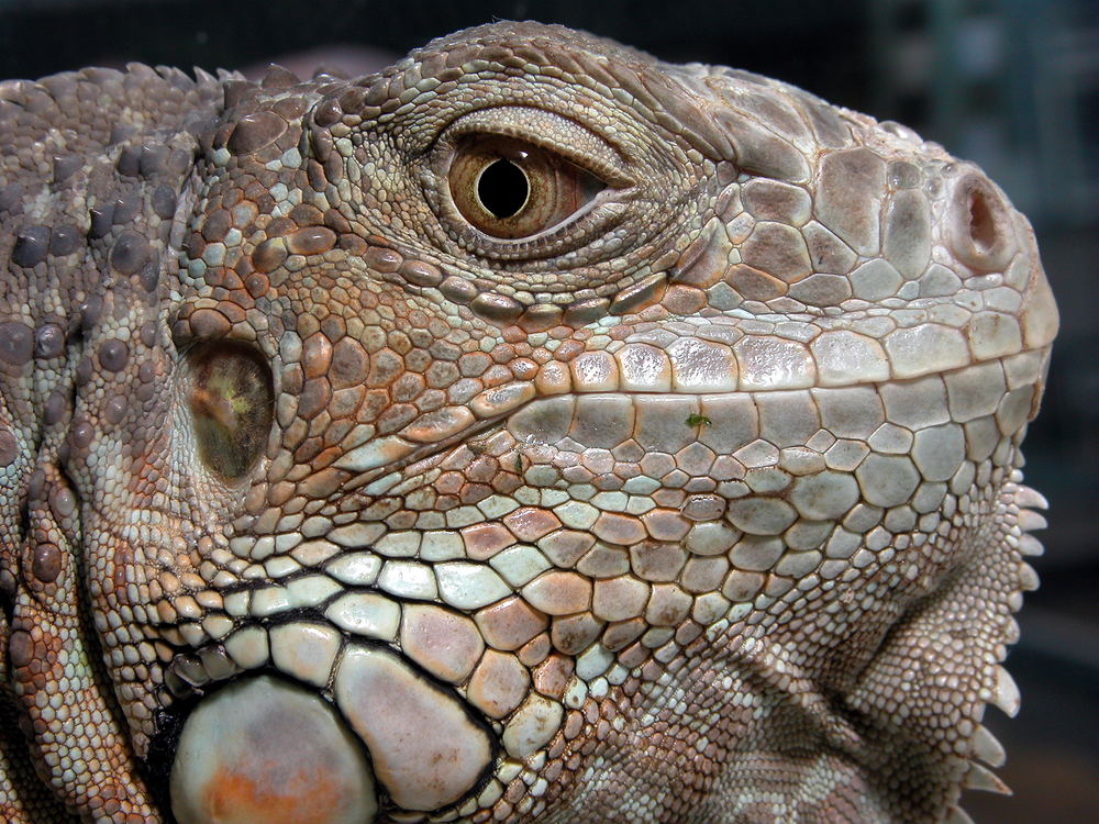 Here is Guz, our iguana again!