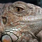 Here is Guz, our iguana again!