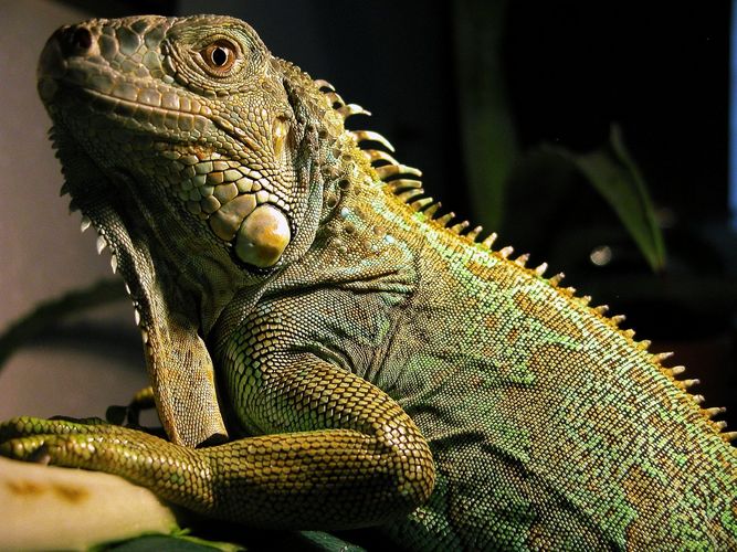 here is Guz, our iguana again