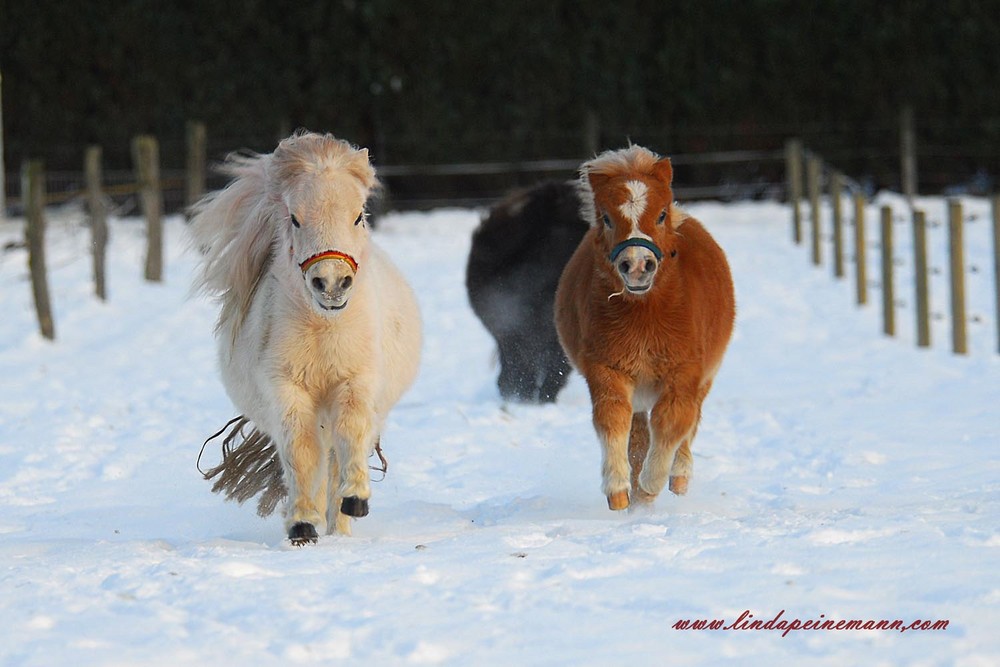 Here we come.......The Mini Shetty Gang