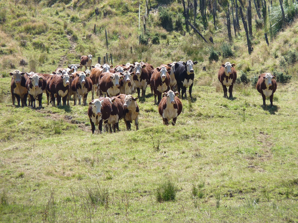 Hereford in NZ