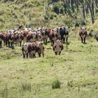 Hereford in NZ