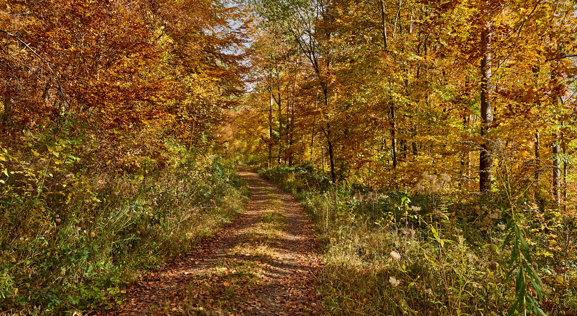 Hereinspaziert, Herbstfarben vom feinsten im Pfälzerwald, 15 Minuten Fußmarsch von der Haustür...