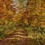 Hereinspaziert, Herbstfarben vom feinsten im Pfälzerwald, 15 Minuten Fußmarsch von der Haustür...