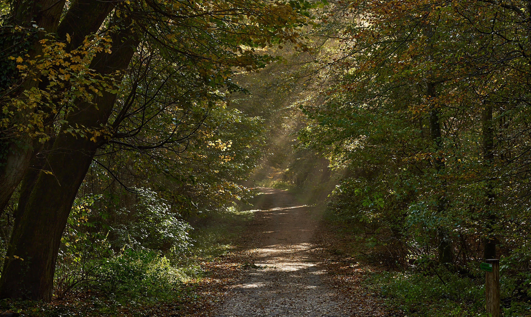 Hereinspaziert in den Herbstwald.