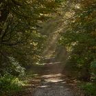 Hereinspaziert in den Herbstwald.