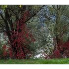 Herfst aan de Donau 2