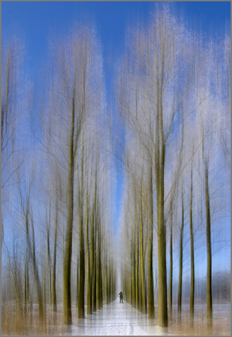 herfst bomen laan