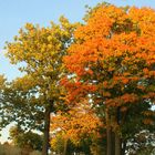 Herfst in het Ertsgebergte aan de Tjechische grens