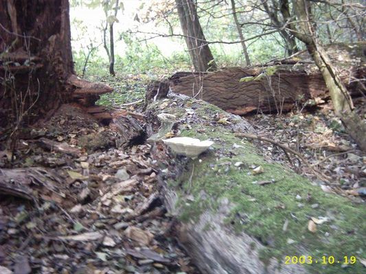 Herfst in Holland 2003