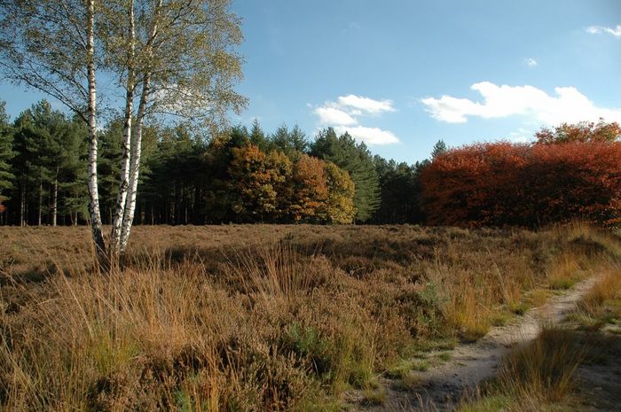 Herfst op de heide