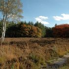 Herfst op de heide