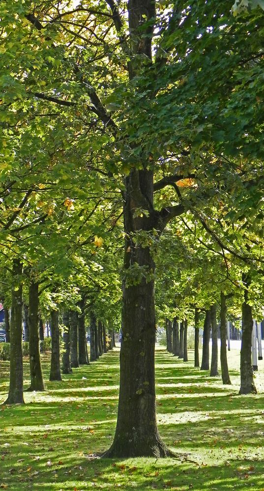 Herfstlaan in NL