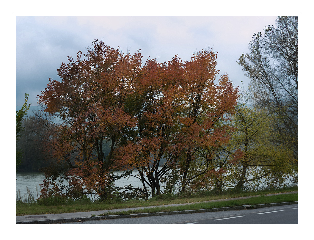 Herfsttinten aan de Donau