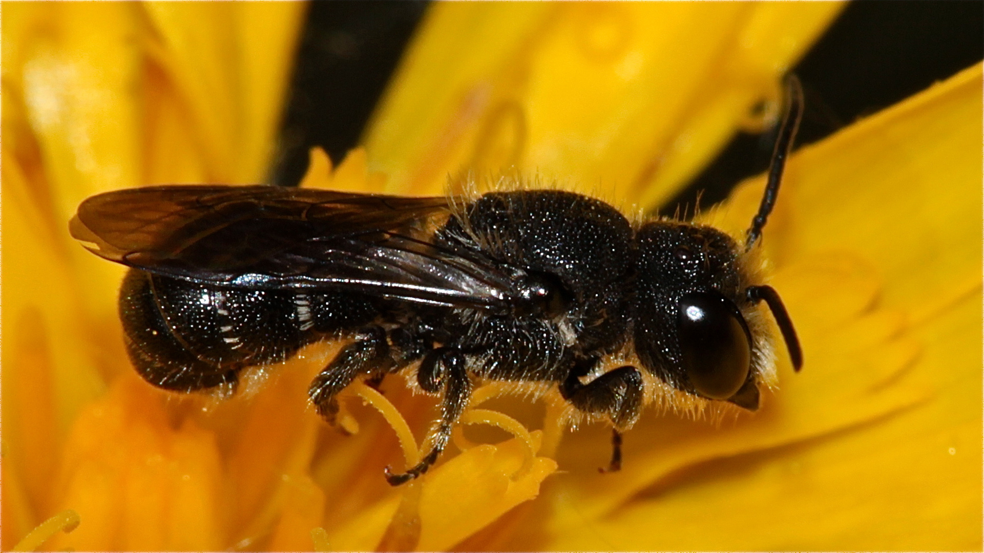 HERIADES TRUNCORUM - eine Löcherbiene, die inzwischen auch zu Osmia gerechnet wird