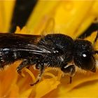 HERIADES TRUNCORUM - eine Löcherbiene, die inzwischen auch zu Osmia gerechnet wird